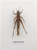 藏品(直翅目(2))的圖片